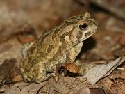 Click to Play Fowler's Toad Jigsaw Puzzle