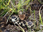 Click to Play Fox Snake Jigsaw Puzzle