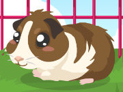 Click to Play Guinea Pig Care