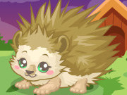 Click to Play Hedgehog Care